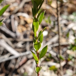 Platysace lanceolata at Brindabella National Park - 12 Jun 2024