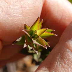 Platysace lanceolata at Brindabella National Park - 12 Jun 2024