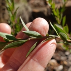 Platysace lanceolata at Brindabella National Park - 12 Jun 2024