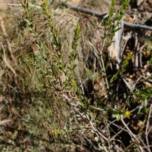 Platysace lanceolata at Brindabella National Park - 12 Jun 2024