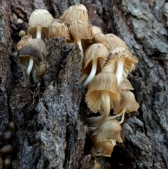 Unidentified Cap on a stem; gills below cap [mushrooms or mushroom-like] at Boro - 12 Jun 2024 by Paul4K