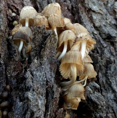 Unidentified Cap on a stem; gills below cap [mushrooms or mushroom-like] at Boro - 12 Jun 2024 by Paul4K