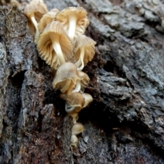 zz agaric (stem; gills white/cream) at Boro - 12 Jun 2024