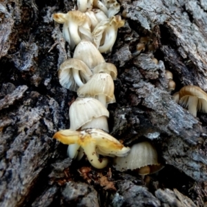 zz agaric (stem; gills white/cream) at Boro - 12 Jun 2024