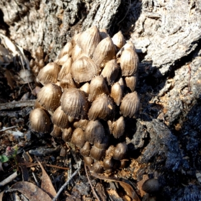 Mycena sp. (genus) (Mycena) at QPRC LGA - 12 Jun 2024 by Paul4K