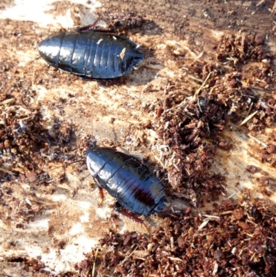 Platyzosteria melanaria (Common Eastern Litter Runner) at QPRC LGA - 12 Jun 2024 by Paul4K