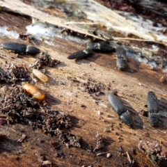 Agrypnus sp. (genus) (Rough click beetle) at QPRC LGA - 12 Jun 2024 by Paul4K