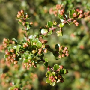 Leionema lamprophyllum subsp. obovatum at Brindabella National Park - suppressed