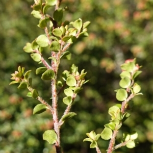 Leionema lamprophyllum subsp. obovatum at Brindabella National Park - suppressed