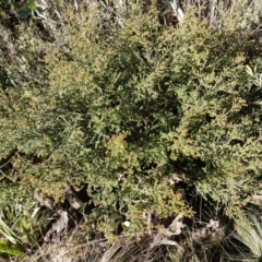 Leionema lamprophyllum subsp. obovatum at Brindabella National Park - suppressed