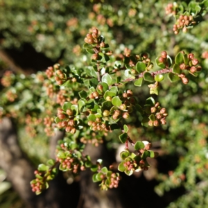 Leionema lamprophyllum subsp. obovatum at Brindabella National Park - suppressed