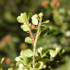 Leionema lamprophyllum subsp. obovatum at Brindabella National Park - 12 Jun 2024