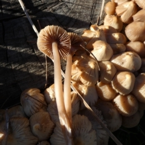 Mycena 'clarkeana group' at suppressed - suppressed