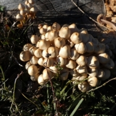 Mycena 'clarkeana group' at suppressed - suppressed