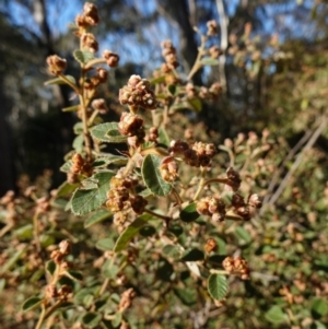 Pomaderris eriocephala at Blue Range - 12 Jun 2024