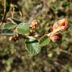 Pomaderris eriocephala at Blue Range - 12 Jun 2024