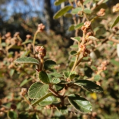 Pomaderris eriocephala at Blue Range - 12 Jun 2024