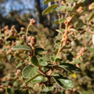 Pomaderris eriocephala at Blue Range - 12 Jun 2024