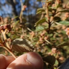 Pomaderris eriocephala at Blue Range - 12 Jun 2024