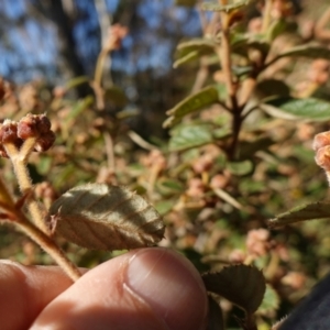 Pomaderris eriocephala at Blue Range - 12 Jun 2024