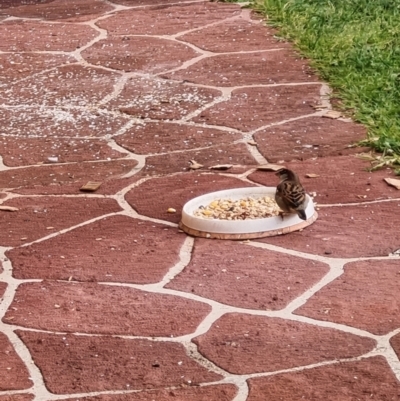 Passer domesticus (House Sparrow) at Macarthur, ACT - 13 Jun 2024 by Cazza