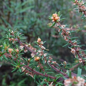 Pomaderris phylicifolia subsp. ericoides at Namadgi National Park - 12 Jun 2024