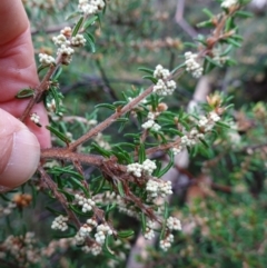 Pomaderris phylicifolia subsp. ericoides at Namadgi National Park - 12 Jun 2024