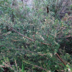 Pomaderris phylicifolia subsp. ericoides at Namadgi National Park - 12 Jun 2024 11:34 AM