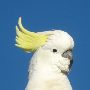 Cacatua galerita at QPRC LGA - 10 Jun 2024 03:02 PM