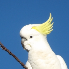 Cacatua galerita at QPRC LGA - 10 Jun 2024