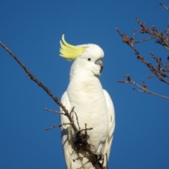 Cacatua galerita at QPRC LGA - 10 Jun 2024