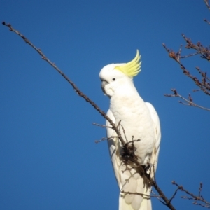 Cacatua galerita at QPRC LGA - 10 Jun 2024