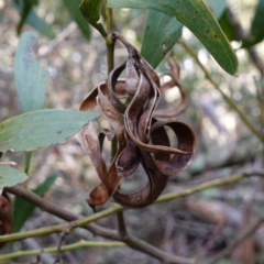 Acacia melanoxylon (Blackwood) at Blue Range - 12 Jun 2024 by RobG1