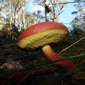 Boletellus obscurecoccineus at Blue Range - 12 Jun 2024