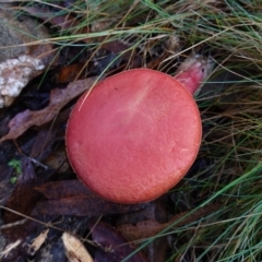 Boletellus obscurecoccineus at Blue Range - 12 Jun 2024