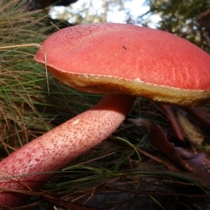 Boletellus obscurecoccineus at Blue Range - 12 Jun 2024