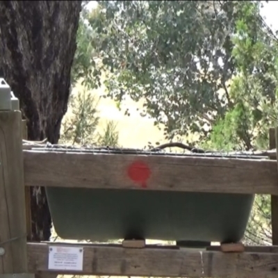 Melanodryas cucullata cucullata (Hooded Robin) at Big Springs, NSW - 21 Jan 2021 by Darcy