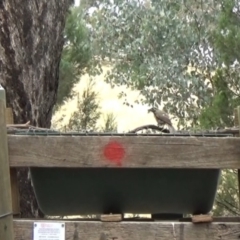 Caligavis chrysops (Yellow-faced Honeyeater) at Big Springs, NSW - 22 Jan 2021 by Darcy