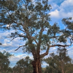 Eucalyptus melliodora (Yellow Box) at Lake Burley Griffin West - 13 Jun 2024 by Steve818