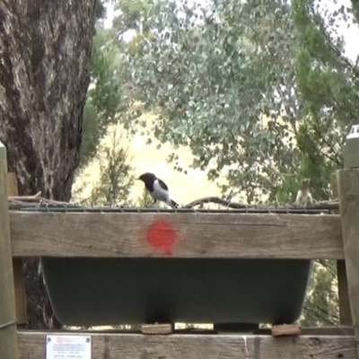 Melanodryas cucullata cucullata (Hooded Robin) at Big Springs, NSW - 22 Jan 2021 by Darcy