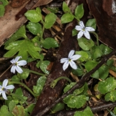 Lobelia pedunculata (Matted Pratia) at Glenbog State Forest - 17 Jan 2024 by AlisonMilton