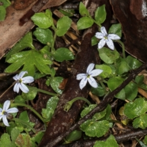 Lobelia pedunculata at Glenbog State Forest - 18 Jan 2024 08:04 AM