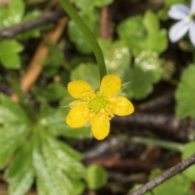 Ranunculus scapiger at Glenbog State Forest - 18 Jan 2024 by AlisonMilton