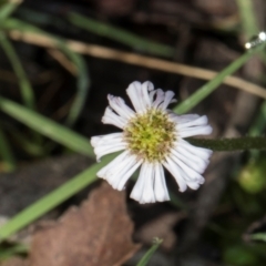 Lagenophora stipitata (Common Lagenophora) at Glenbog State Forest - 17 Jan 2024 by AlisonMilton