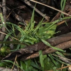 Lagenophora stipitata at Glenbog State Forest - 18 Jan 2024 08:05 AM