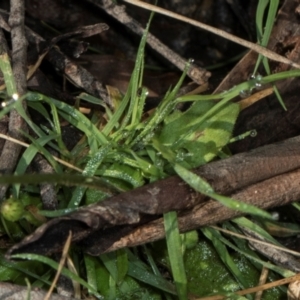 Lagenophora stipitata at Glenbog State Forest - 18 Jan 2024