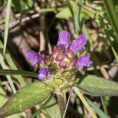 Prunella vulgaris (Self-heal, Heal All) at Glenbog State Forest - 18 Jan 2024 by AlisonMilton