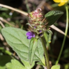 Prunella vulgaris at Glenbog State Forest - 18 Jan 2024