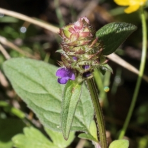 Prunella vulgaris at Glenbog State Forest - 18 Jan 2024 08:07 AM