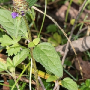 Prunella vulgaris at Glenbog State Forest - 18 Jan 2024